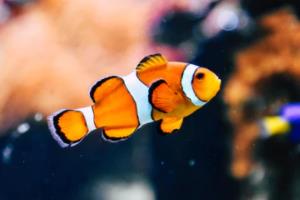 姆巴佩法甲联赛最新动态，他是否依然在踢？法甲联赛踢姆巴佩了吗最新消息